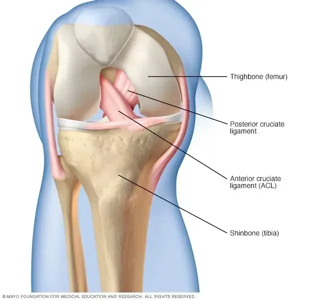 Posterior Cruciate injury